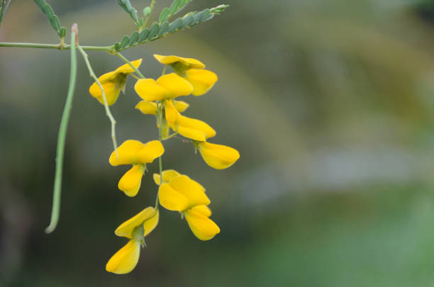 istock Sesbania sesban flower 666585736