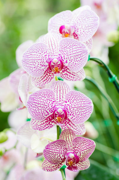 istock Pink orchid flower (Phalaenopsis) 666586020