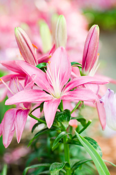 istock Pink lily flower blossom in a garden, spring season 666586708