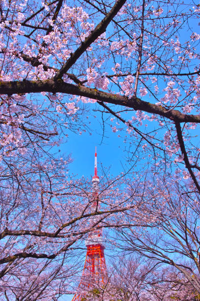istock Cherry blossoms in Tokyo 666586832