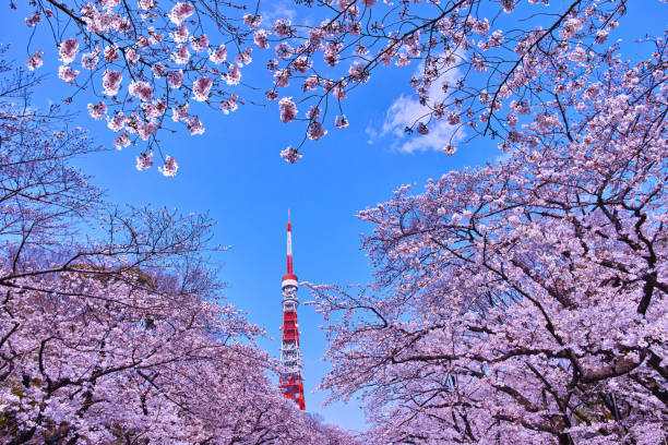 istock Cherry blossoms in Tokyo 666586994