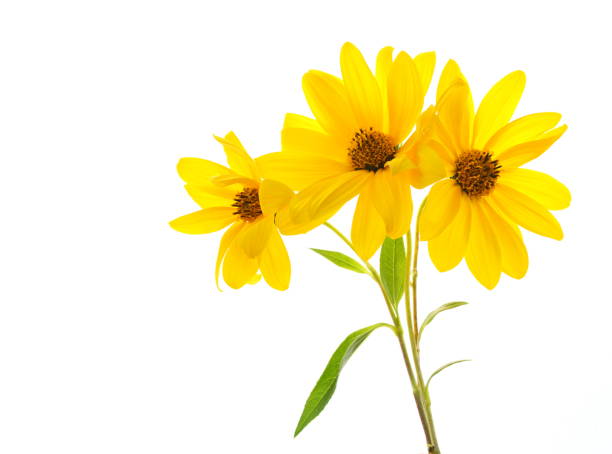 黄色のデイジーに白背景 - sunflower field flower yellow ストックフォトと画像