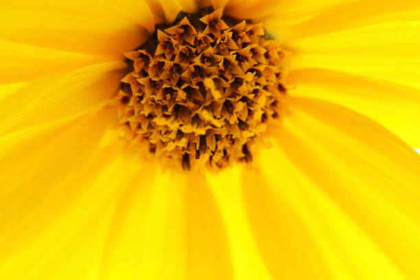 istock Vintage Flowers 666587226