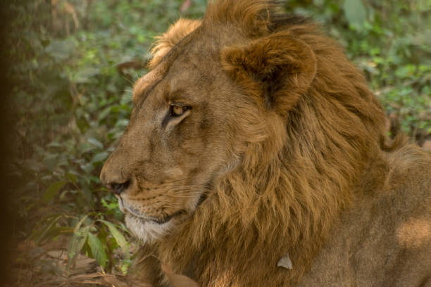 lion Close up of a lion's face bhubaneswar stock pictures, royalty-free photos & images