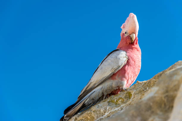 istock Wild Galah parrot in Western Australia 666596232