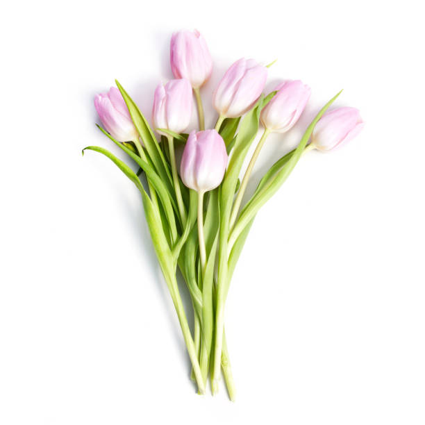 istock Pink tulips bouquet on white background 666596782