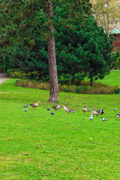 Group of pigeons, geese and ducks searching food in the fresh green grass and living together happily in an urban park called buergerpark from braunschweig, germany.