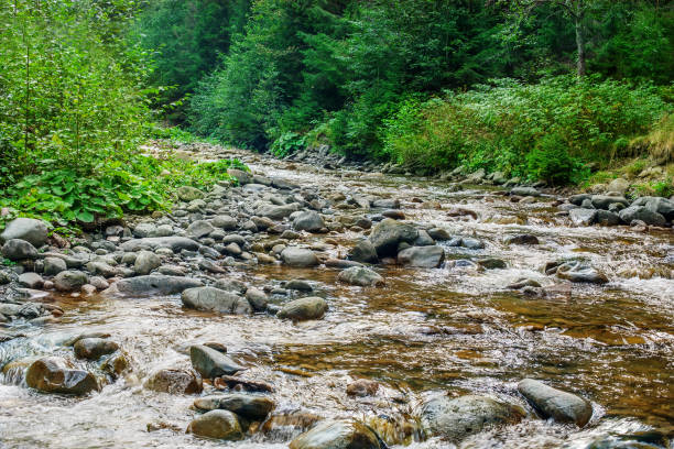 istock river in the woods many stones on the river 666600314