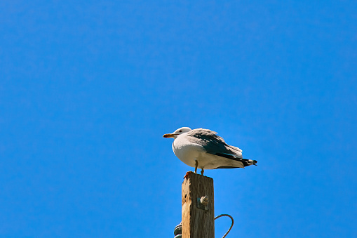 Seagull perched on the top of a electric pole