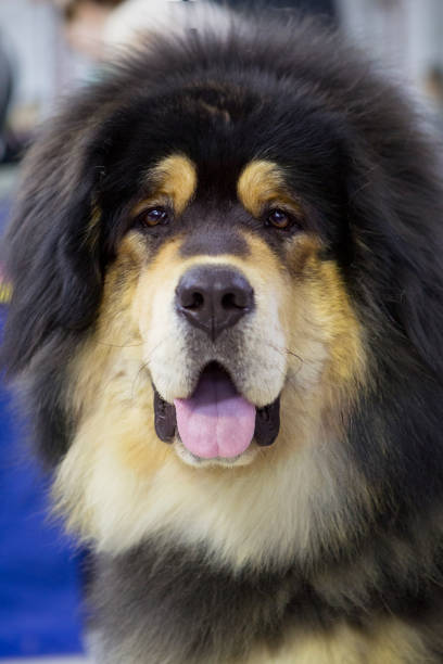 istock Dog Tibetan Mastiff 666602764