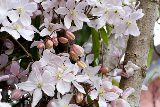 clemátide blanca florece en primavera - clemátide fotografías e imágenes de stock