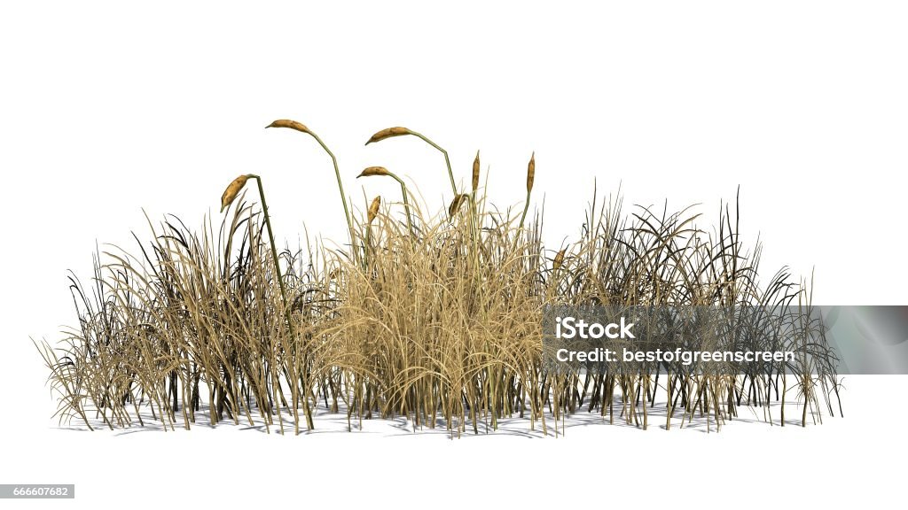 cattail plants in autunm separated on white background Cut Out stock illustration