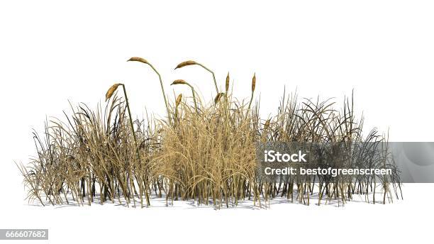 Cattail Plants In Autunm Separated On White Background Stock Illustration - Download Image Now