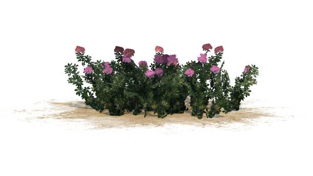 istock Arizona bush flowers isolated on white background 666608302