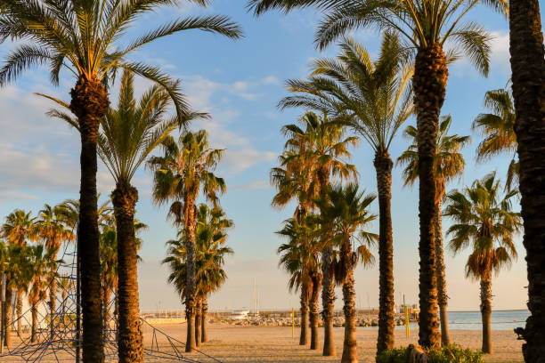 Tall palm trees Salou seafront in Spain stock photo