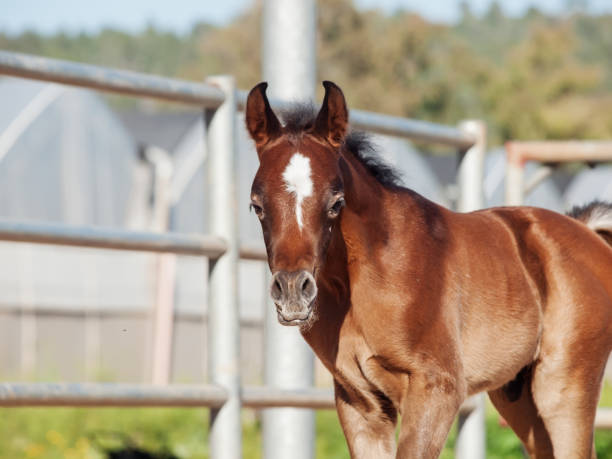 istock walking arabian little foal in paddock. Israel 666613502