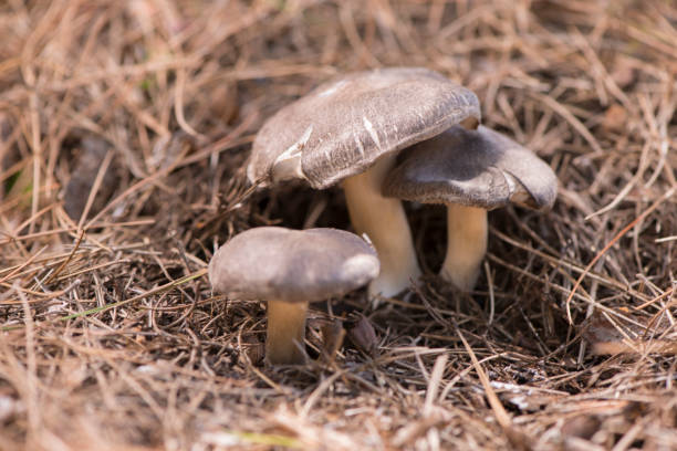 Tricholoma terreum / The grey knight / Dirty tricholoma mushrooms on coniferous needles soil.