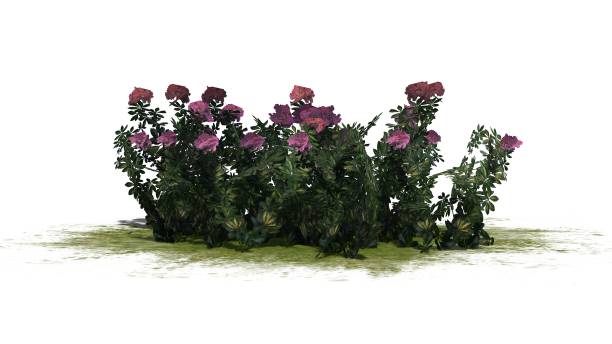 istock Arizona bush flowers isolated on white background 666614150