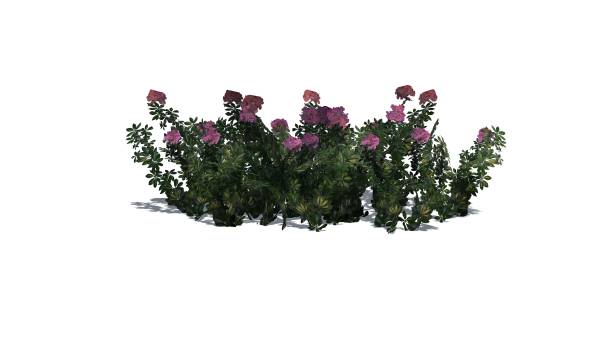 istock Arizona bush flowers isolated on white background 666614348