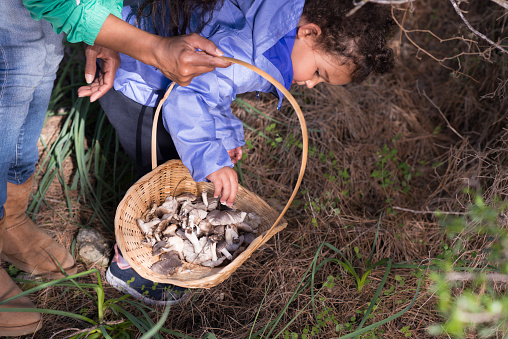 Child putting in wicker basket Tricholoma terreum / The grey knight / Dirty tricholoma mushrooms in coniferous forest. Mother's hand holding wicker.