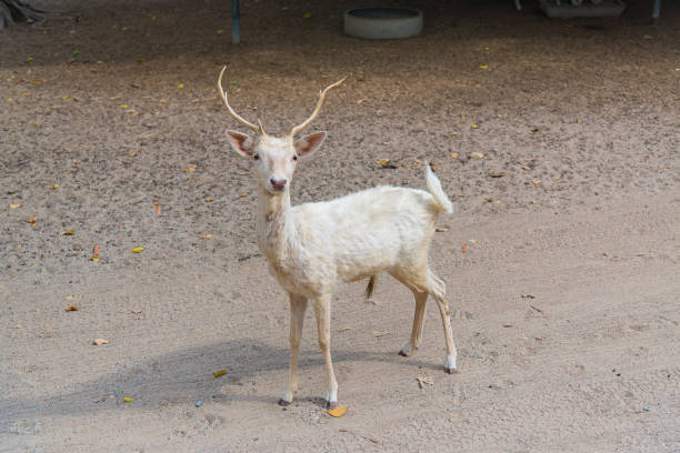 istock Deer walking or standing in park, animal in park 666616964
