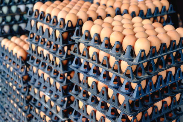 istock Eggs from hen farm in the package for sale. 666617090