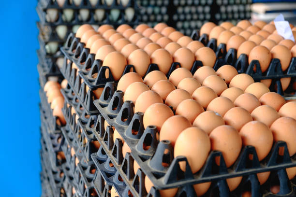 istock Eggs from hen farm in the package for sale. 666617094