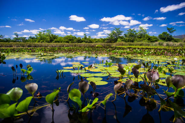 Pantanal Marimbus - Bahia Chapada Diamantina - Bahia - Brazil pantanal wetlands photos stock pictures, royalty-free photos & images