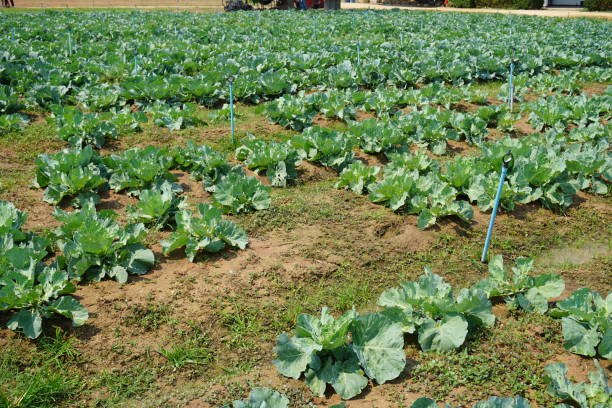 istock Closeup of kale field 666620650
