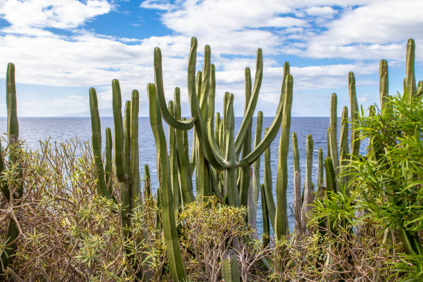 istock Cactus on Tenerife, Spain 666620860
