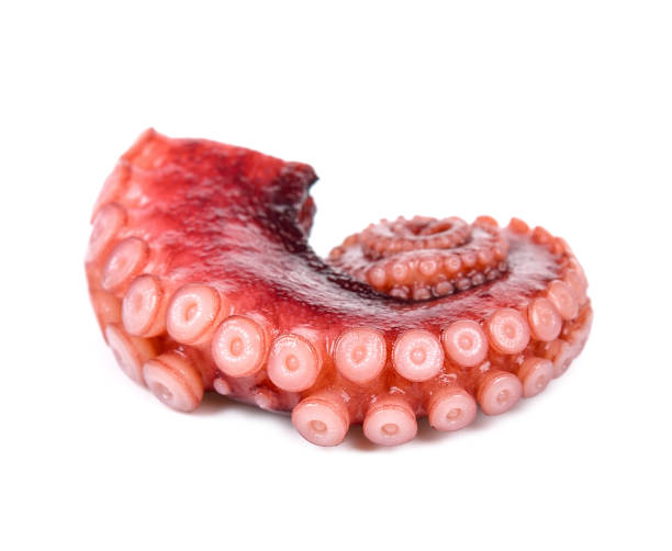 istock Tentacles of octopus isolated on white background 666621104