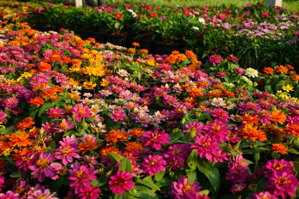 istock Colorful daisy flowers on a market stall 666621134