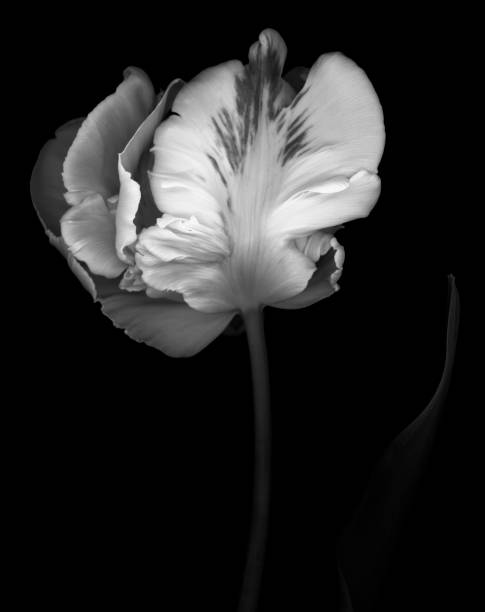 istock Parrot tulip isolated against a black background 666621172