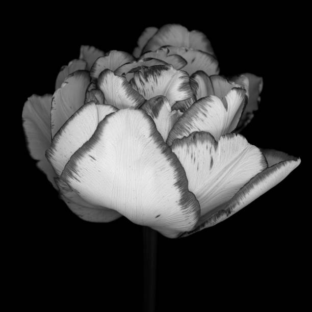 istock Parrot tulip isolated against a black background 666621534