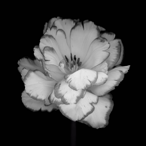 Parrot tulip isolated against a black background