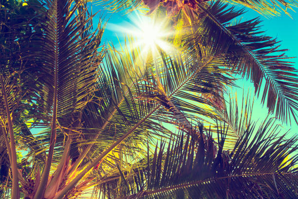 istock Vintage coconut palm tree on sky background - Vintage Filter 666624912