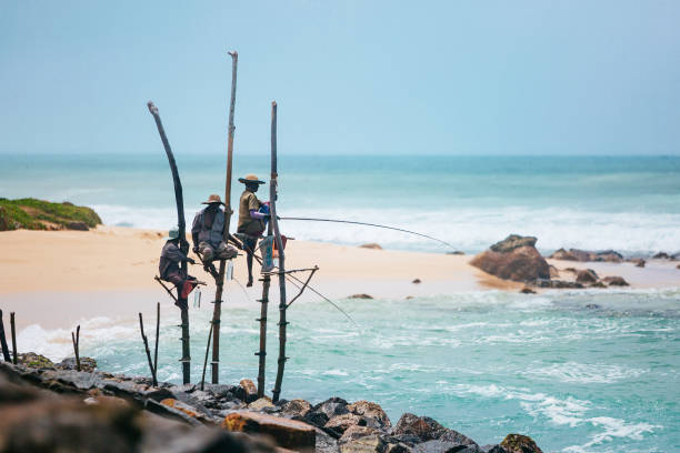 Stilt fishermen of Sri Lanka Traditional stilt fishing on Sri Lanka. Shot taken near Koggala. sri lankan culture photos stock pictures, royalty-free photos & images