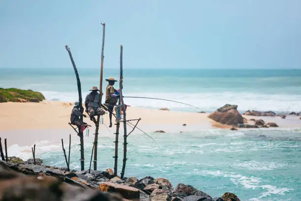 Traditional stilt fishing on Sri Lanka. Shot taken near Koggala.