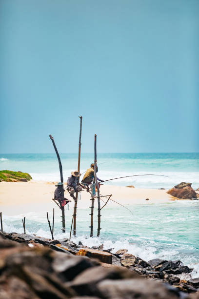 Stilt fishermen of Sri Lanka Traditional stilt fishing on Sri Lanka. Shot taken near Koggala. southern sri lanka stock pictures, royalty-free photos & images