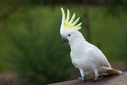 Sulphur-crested cockatoo in a gum tree