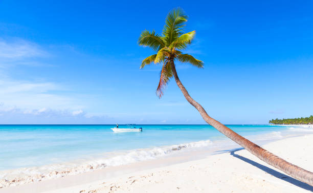 istock Coconut palm grows on white sandy beach 666630960