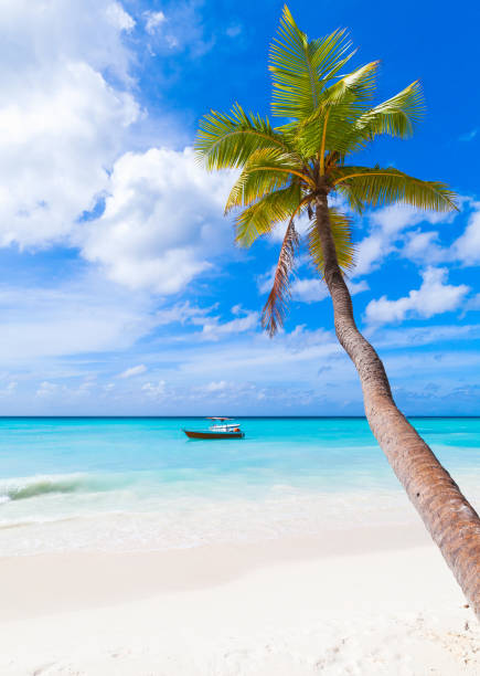 Coconut palm trees and beautiful turquoise sea on tropical paradise beach