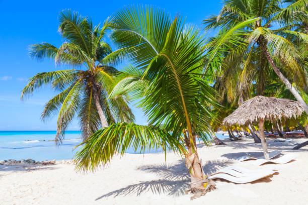 istock Saona island coast, touristic resort 666631016