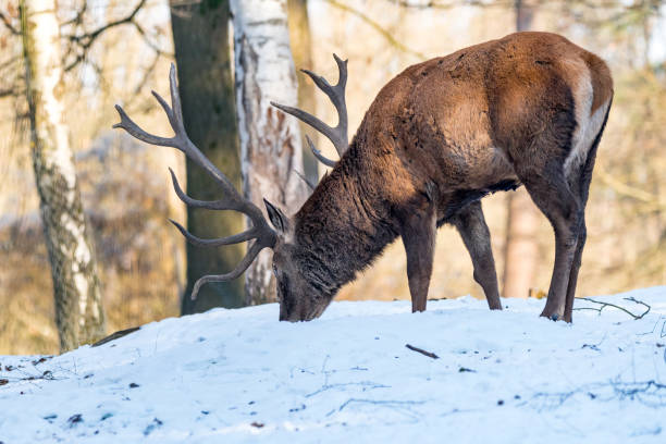 istock Deer in the forrest in autumn/winter 666631804