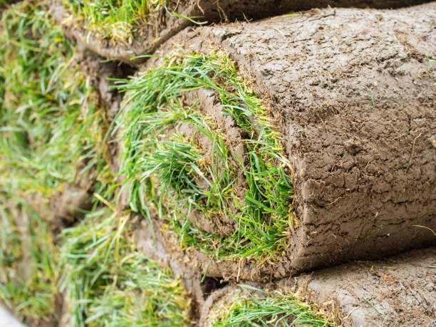 istock Rolls of fresh grass turf 666634746