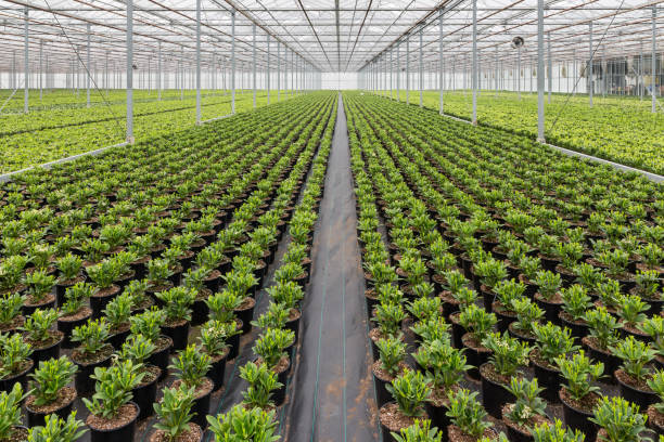 niederländische hothuis mit anbau von skimmia-pflanzen - greenhouse stock-fotos und bilder