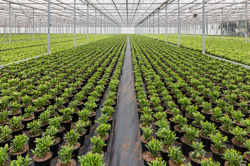 Dutch greenhuis with cultivatioan of Skimmia plants