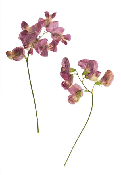 istock Pressed and dried lathyrus vernus. Isolated 666637888