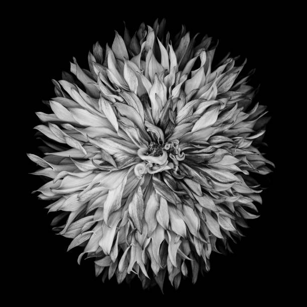 istock Mochrome dahlia isolated on black 666638246