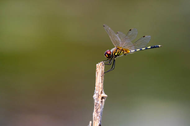istock mage of dragonfly perched on a tree branch on nature background. Insect Animals. 666638292